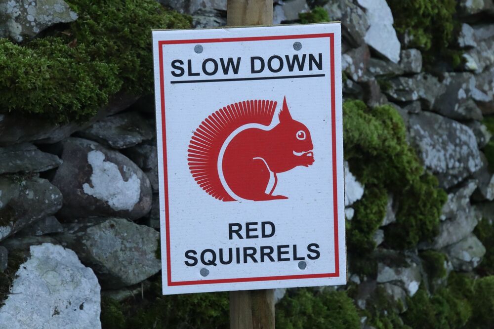 A portrait, A4 sign is nailed to a wooden post beside a mossy stone wall. The sign features an illustration of a red squirrel in the middle, with text above stating: Slow Down, and text below stating: Red Squirrels.