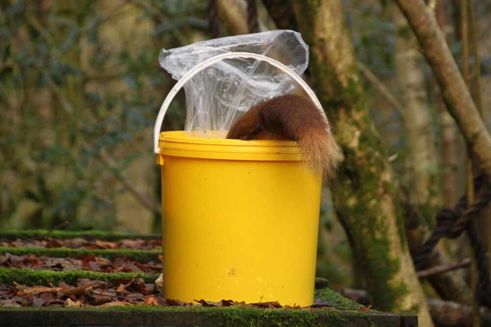 A bright yellow bucket with a plastic bag inside rests on a mossy surface in a woodland. Peeking out of the top of the bucket is a long, red, bushy tail!