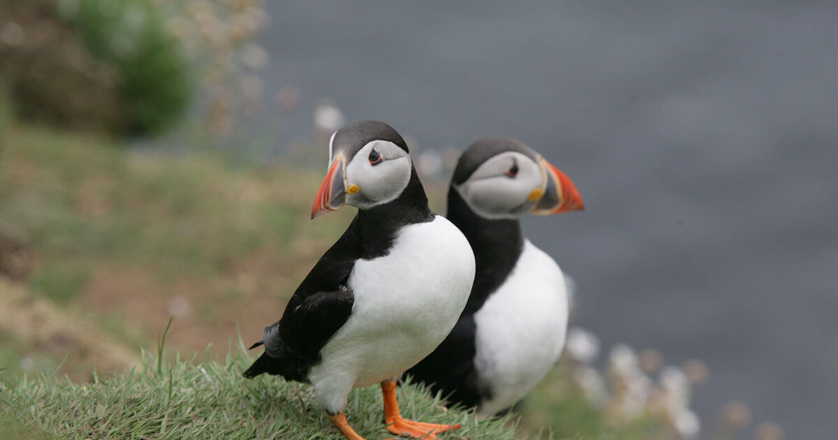 Fair Isle | National Trust for Scotland