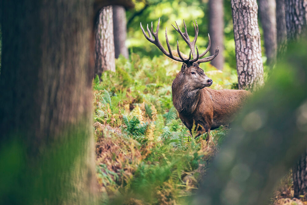 A red deer stag stands in a forest, with its head turned to the side.