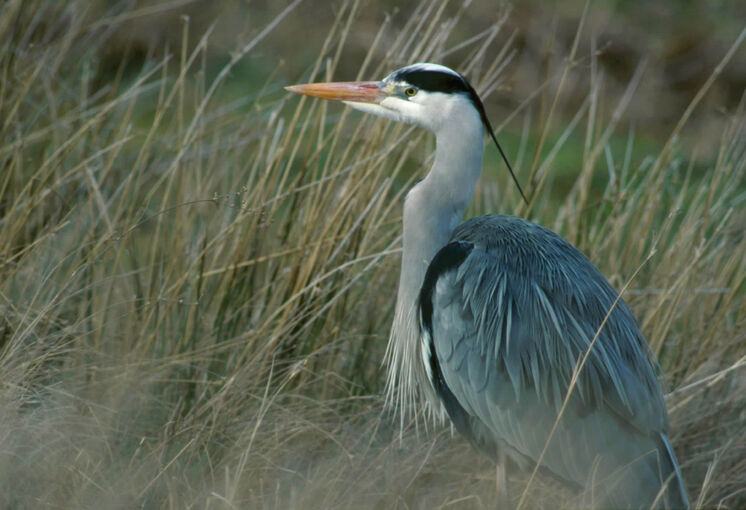 A heron stands in the field at Preston Mill.