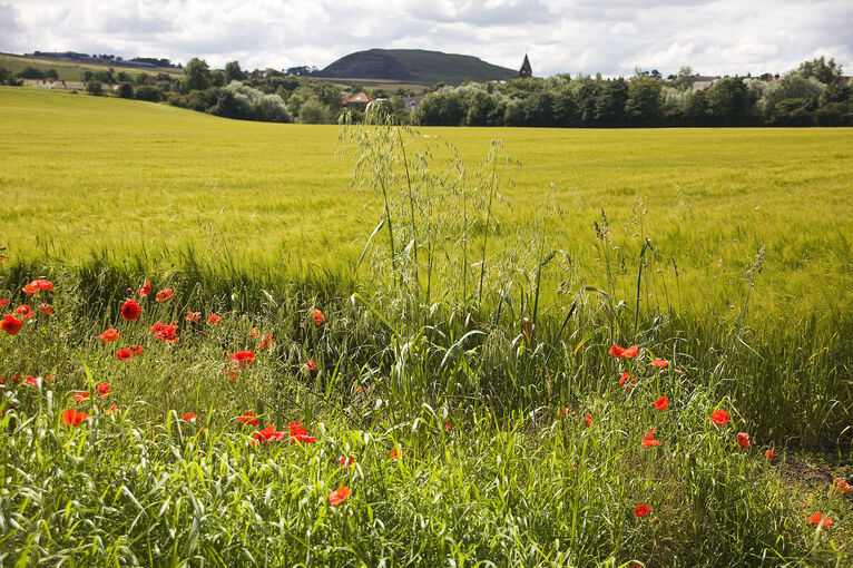 Poppies in the fields surrounding Preston Mill