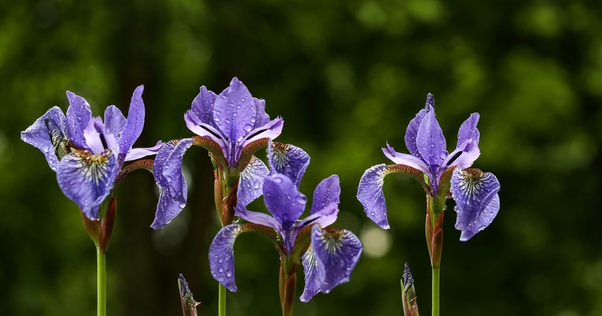 Plant Journeys blog post #4 – Iris:… | National Trust for Scotland