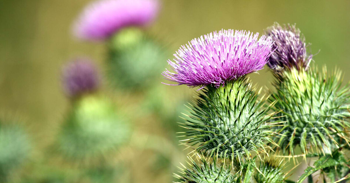 The Thistle Scotlands National Flower National Trust For Scotland