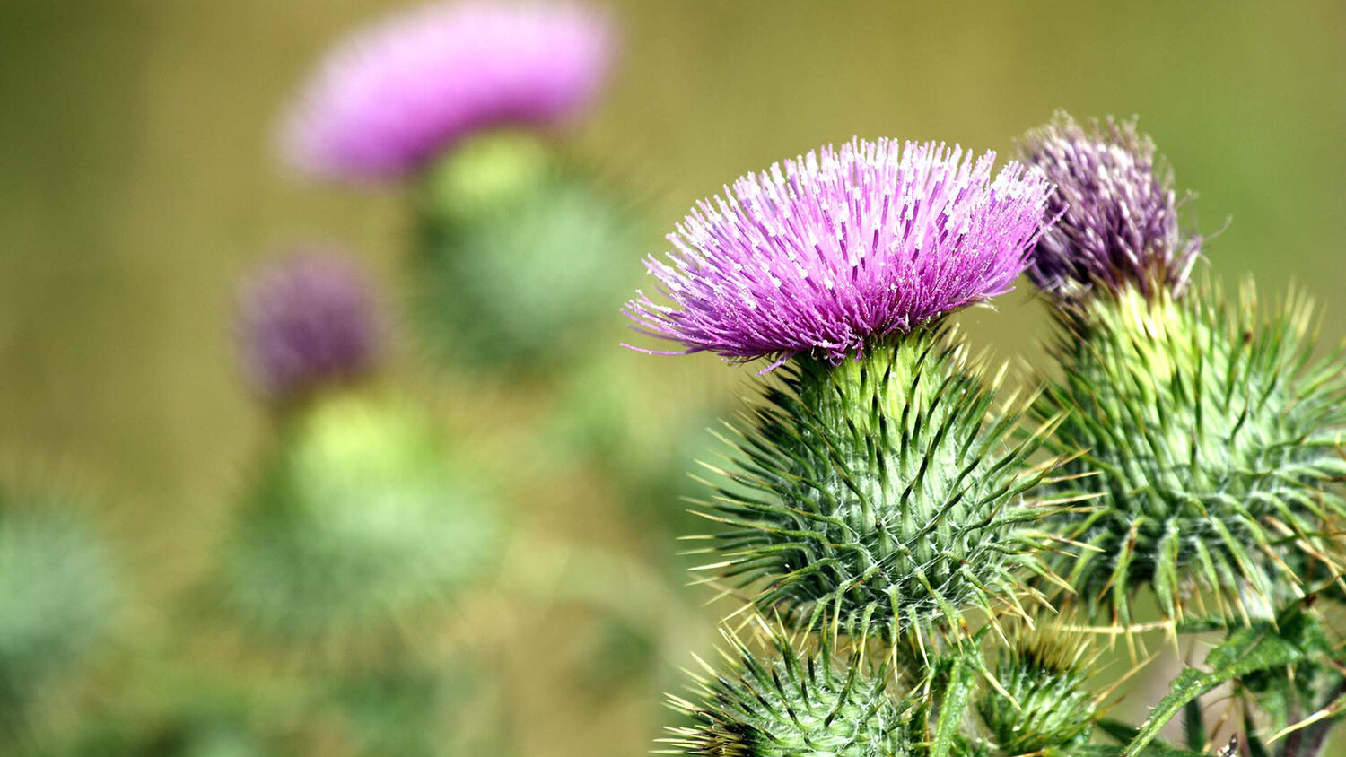 The Thistle – Scotland's national flower | National Trust for Scotland
