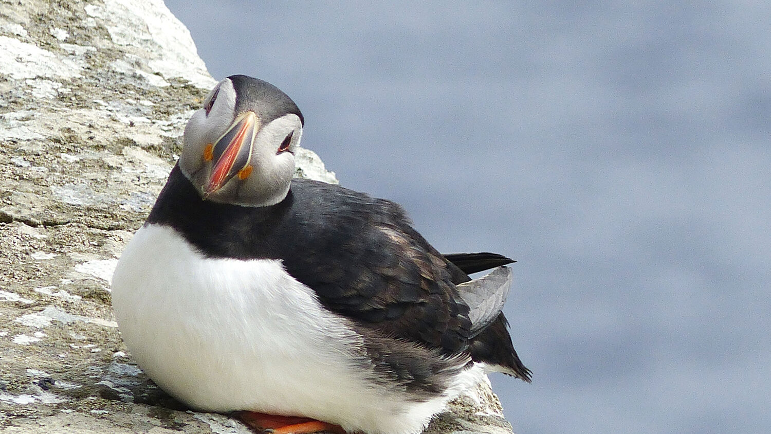 5 Reasons Puffins Win At Love