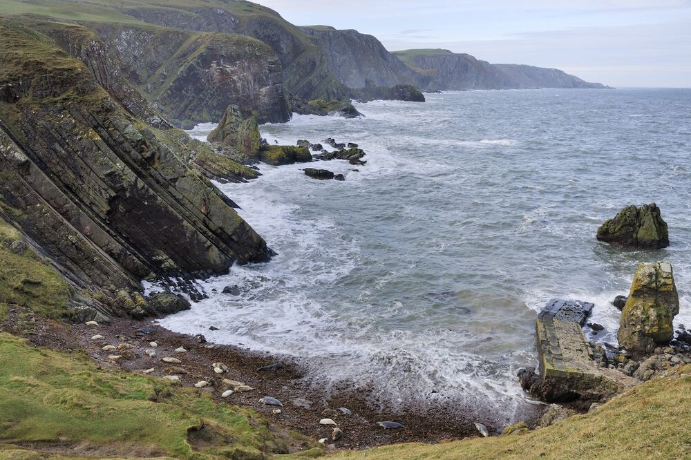 A view looking down from the cliff top onto large grey seals and their pups, lying on a stony beach on a little bay surrounded by tall, rugged cliffs. The frothy waves crash against the rocks on the shoreline.