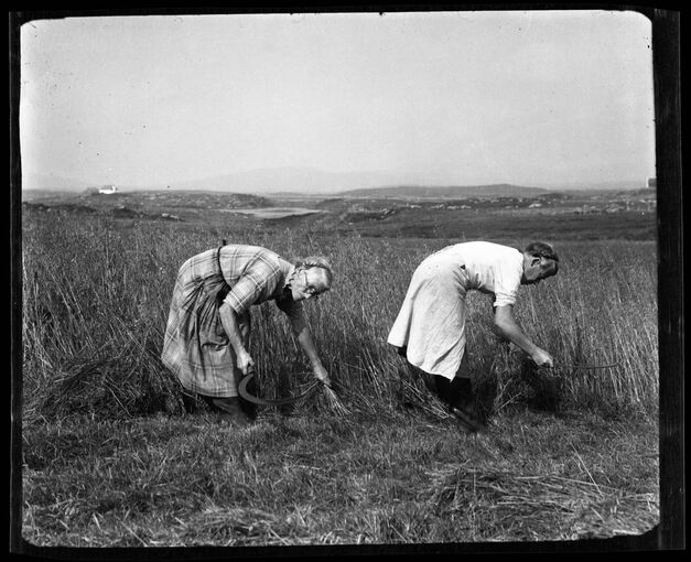 A black and white photo of two older women cutting oats using sickles in a field on South Uist.
