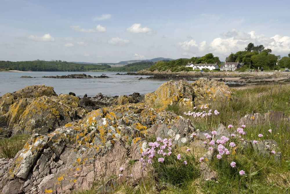 Sea pink flowers cover the grass before the lichen-covered rocks on the shore at Rockcliffe.