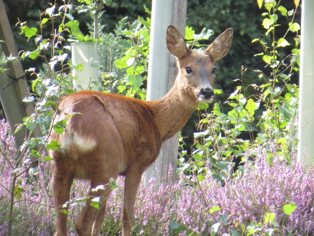 Wildlife | National Trust for Scotland