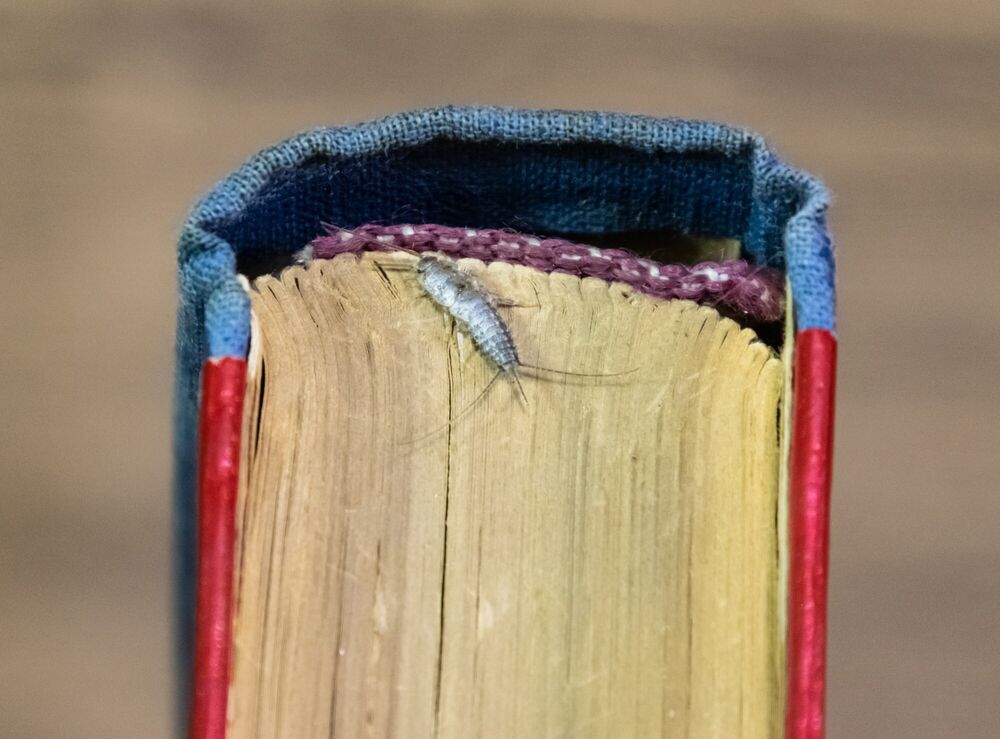 Close-up of the top of a book, with a small, silver insect crawling on it.