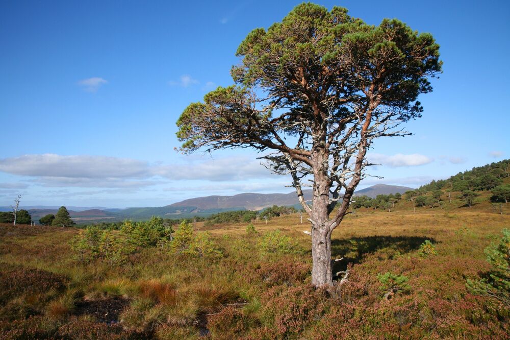 12 must-have plants for Christmas | National Trust for Scotland