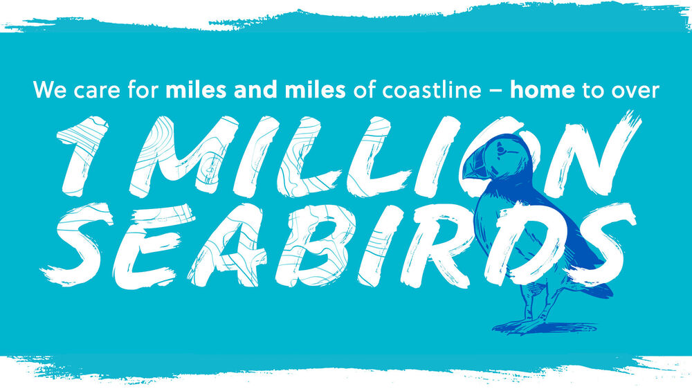 We care for miles and miles of coastline - home to over 1 million seabirds.