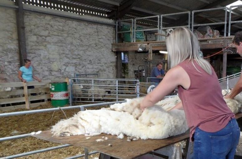 A colour photograph of a woman and man folding a large fleece on a wooden table, inside a barn. Sheep are lining up to be shorn in the background.