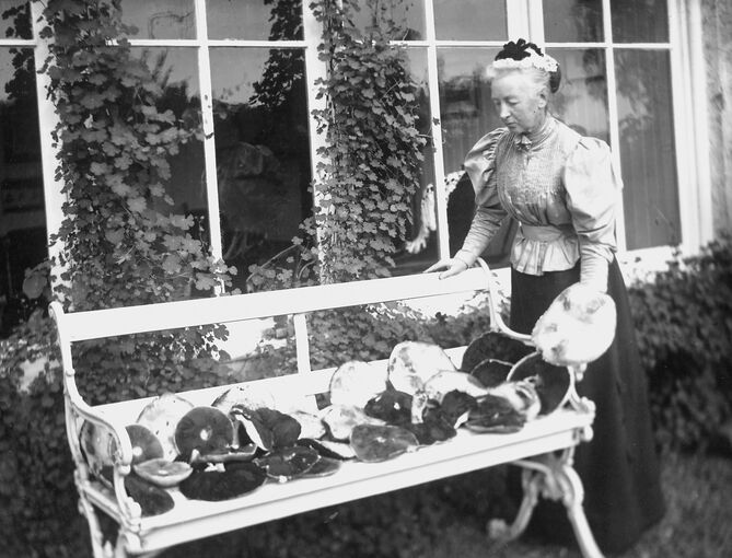 A very smartly dressed Edwardian lady stands at one end of a garden bench, looking down at a large collection of mushrooms spread out along the bench.