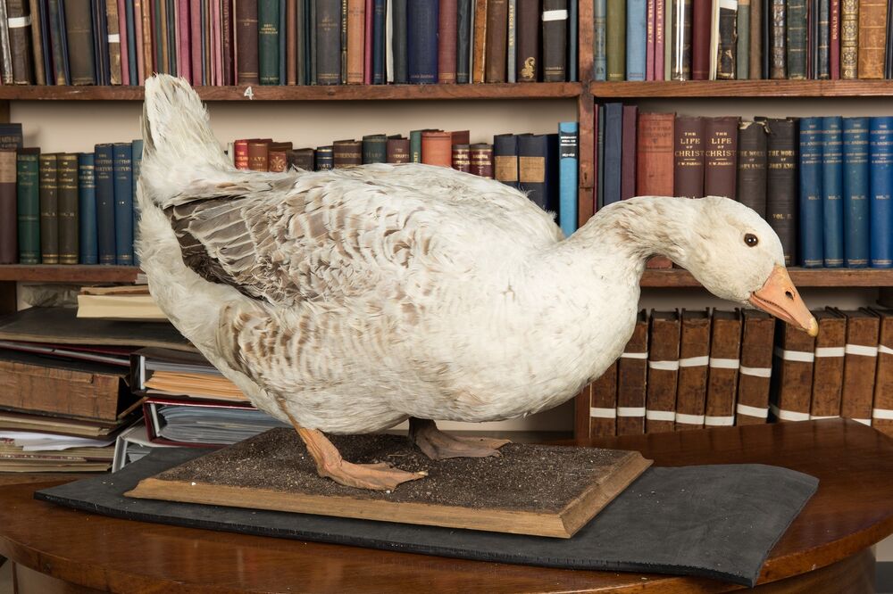 A large, stuffed white goose is mounted on a board and displayed on a wooden side table, in front of some book shelves.