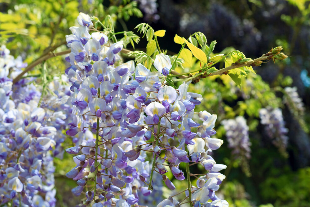 A close-up of the delicate clusters of pale purple flowers on a branch of wisteria.