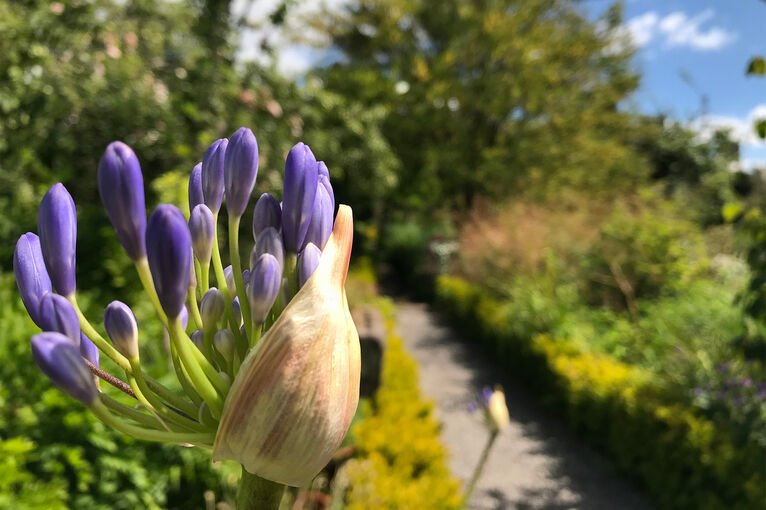 Blue agapanthus coming into bloom in Broughton House Garden