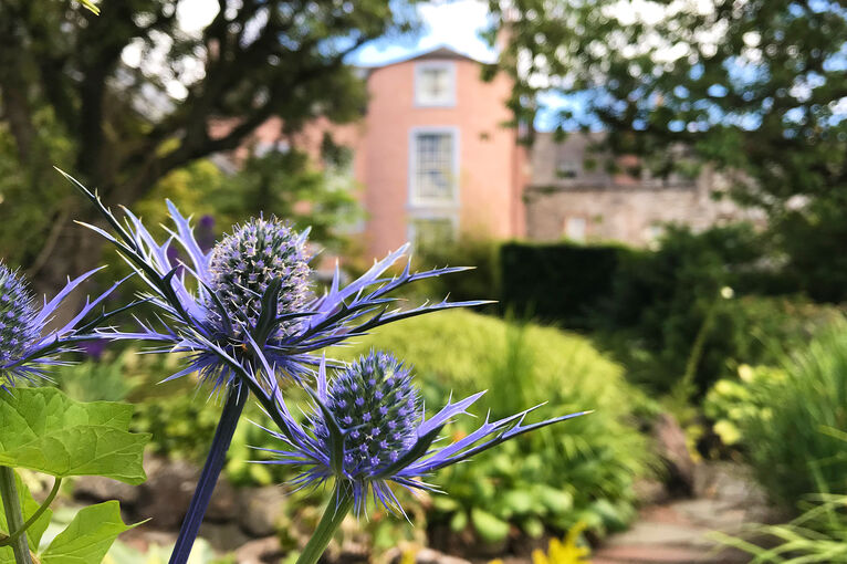 Blue sea holly in Broughton House Garden