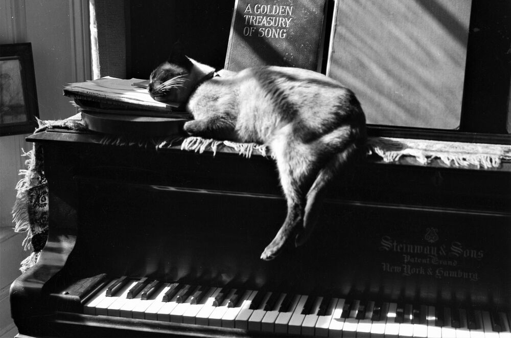 Pooni the Siamese, Ruler of Canna House for almost 18 years, enjoys the sunshine on Margaret Campbell’s Steinway piano