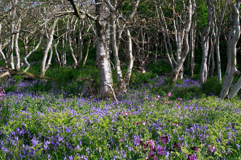 Lines of trees and bluebells on Canna