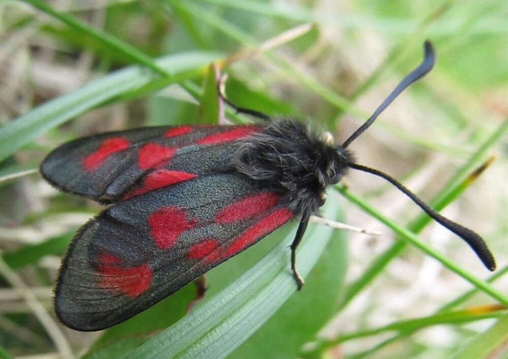 Close-up of the slender Scotch burnet moth, showing its red and black colouring.