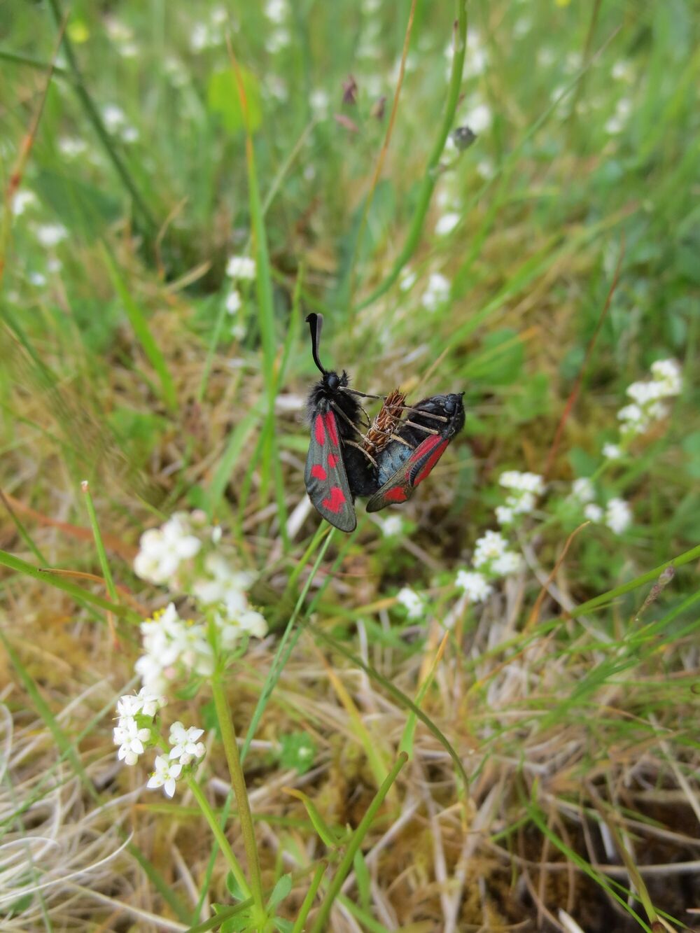 Two red and black slender Scotch burnet moths among wildflowers and long grass.