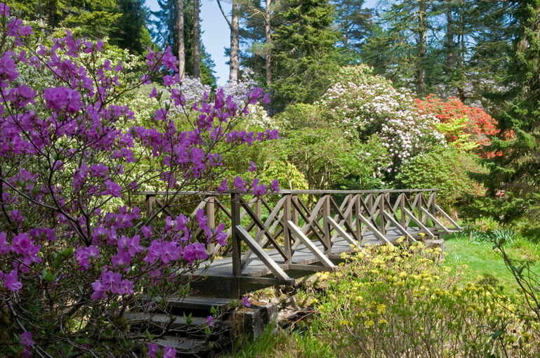 Purple flowers next to a wooden bridge in Crarae Garden