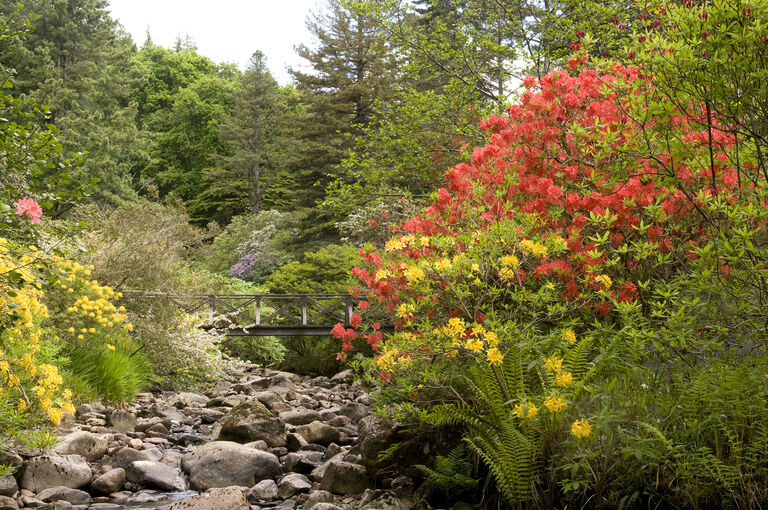 A garden full of tall trees and flowering plants. In the centre a small foot bridge crosses a rocky bed. Either side are plants blooming with red and yellow flowers.
