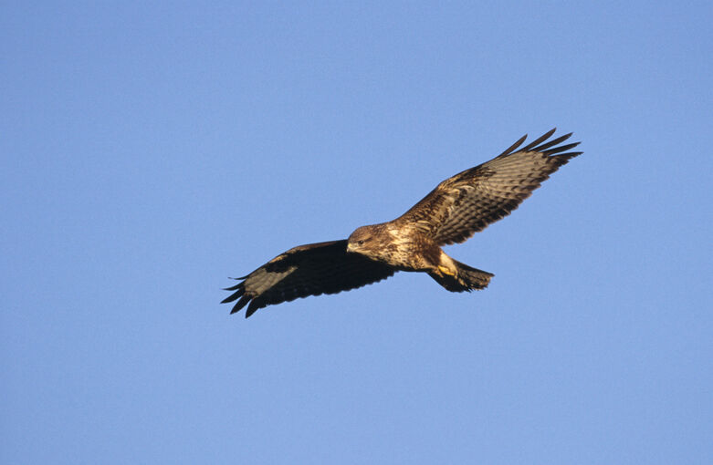 A buzzard flying over Craigower on a sunny day