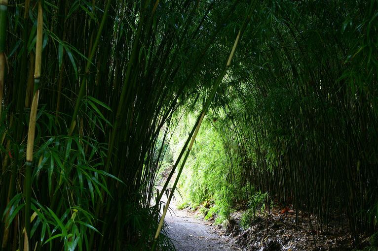 The bamboo tunnel in Crarae Garden