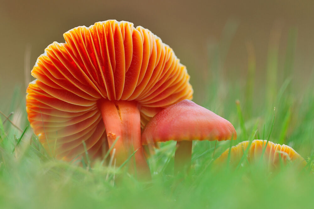 An orange waxcap fungus bent over, showing its gills, with a smaller waxcap beside it, in grassland.