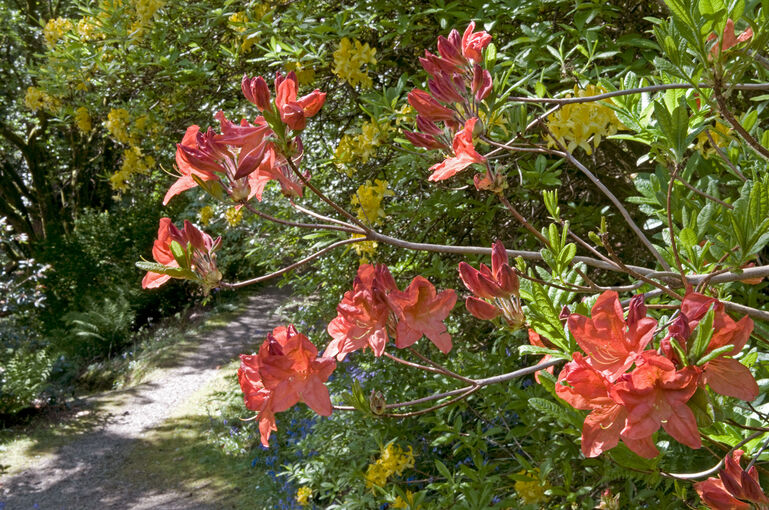 A close-up of orange azaleas in Arduaine Garden