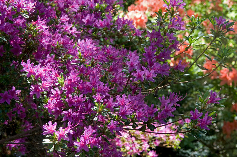 A close-up of purple rhododendrons in Arduaine Garden