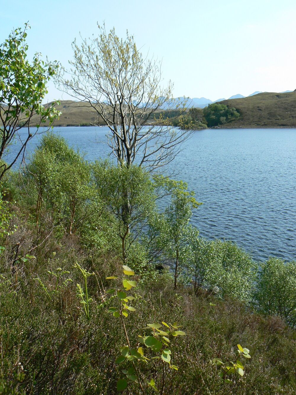 A mix of young trees grow on a low hillside beside a loch.