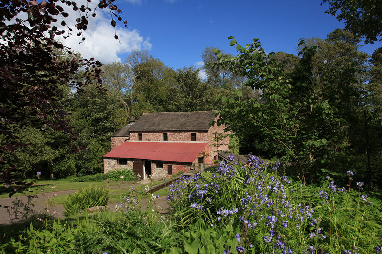 Bluebells flowering in front of Barry Mill