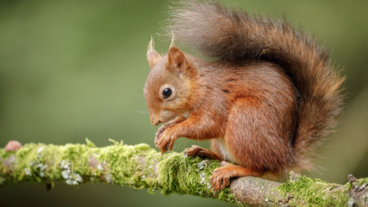 Wildlife spotter’s guide: Balmacara… | National Trust for Scotland