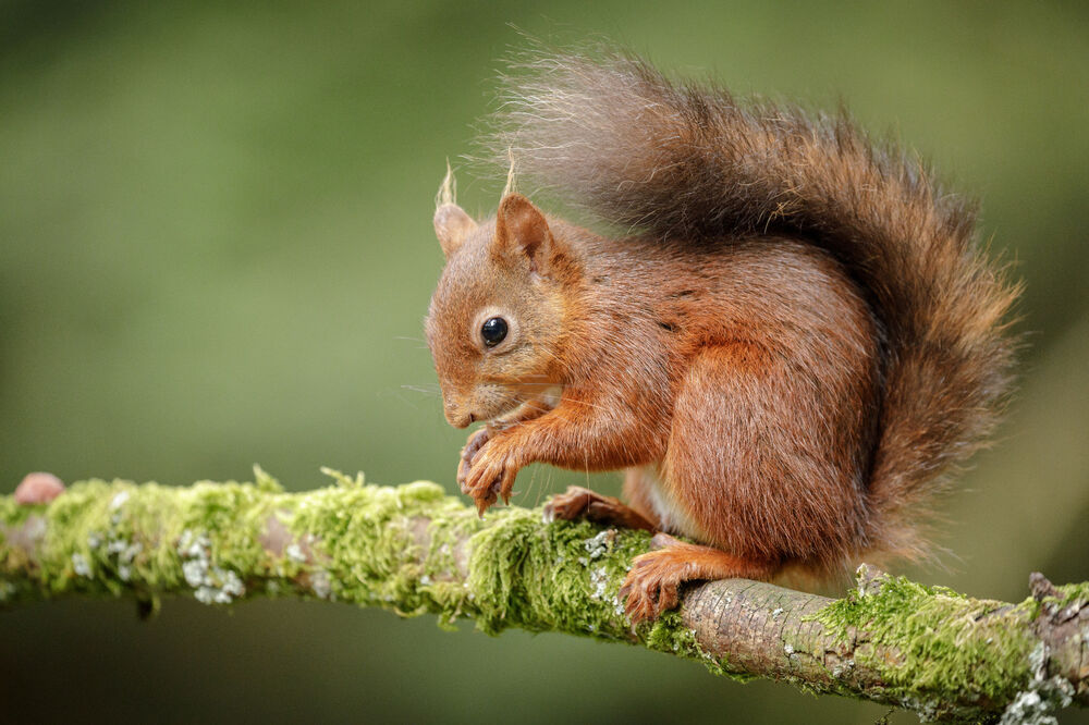 10 behind-the-scenes ways we protect… | National Trust for Scotland