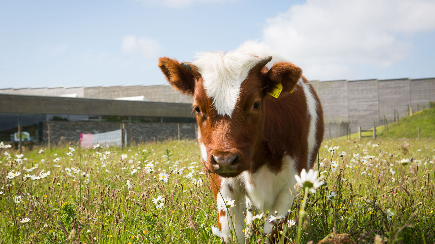 A Shetland calf is standing in a meadow, with Culloden Visitor Centre in the background.
