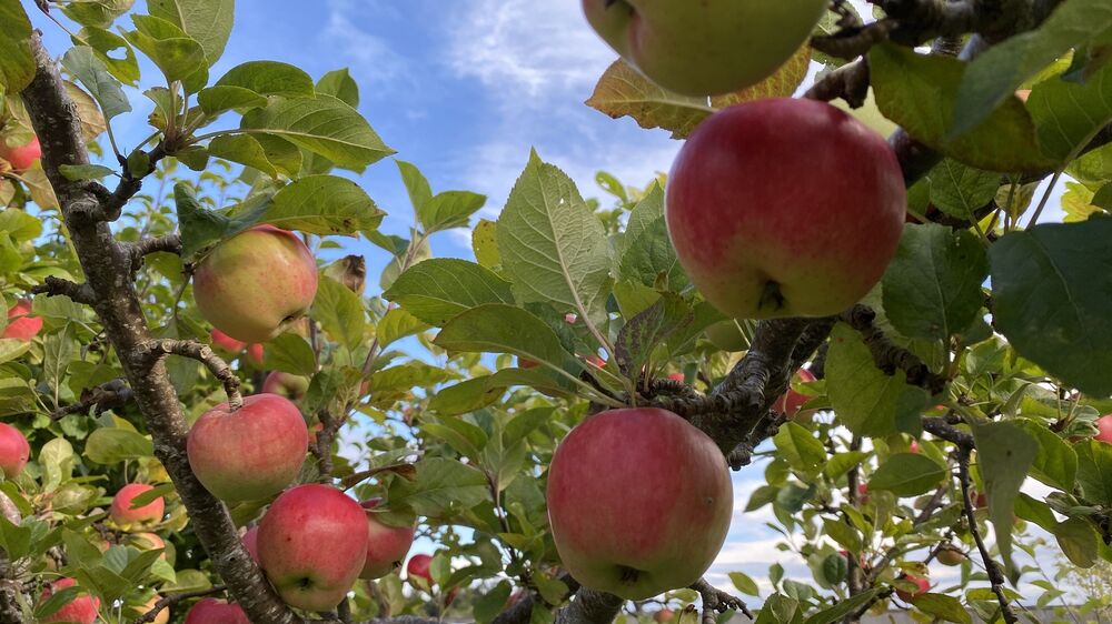 Red and green apples grow in abundance on a leafy branch, with a blue sky and white clouds in the background.