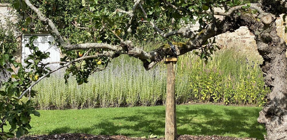 An old apple tree branch is supported by a wooden prop in the ground. Apples can be seen at the end of the branch. Purple flower beds can be seen in the background, possibly with lavender.
