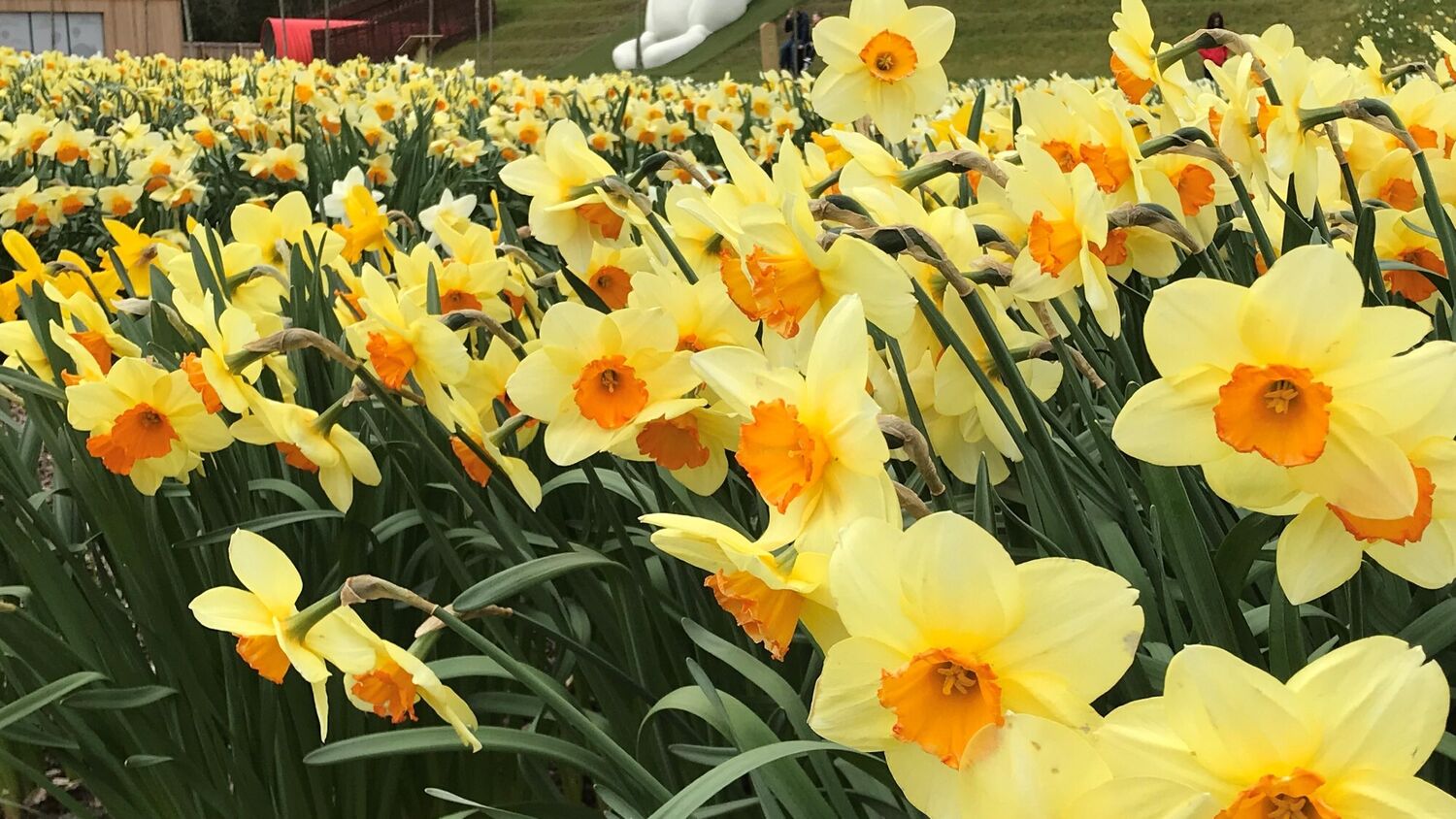 A host of golden daffodils, with deep yellow trumpets, grow beside a grassy bank at Brodie Castle. In the distance a large white bunny model can be seen lying on the bank.