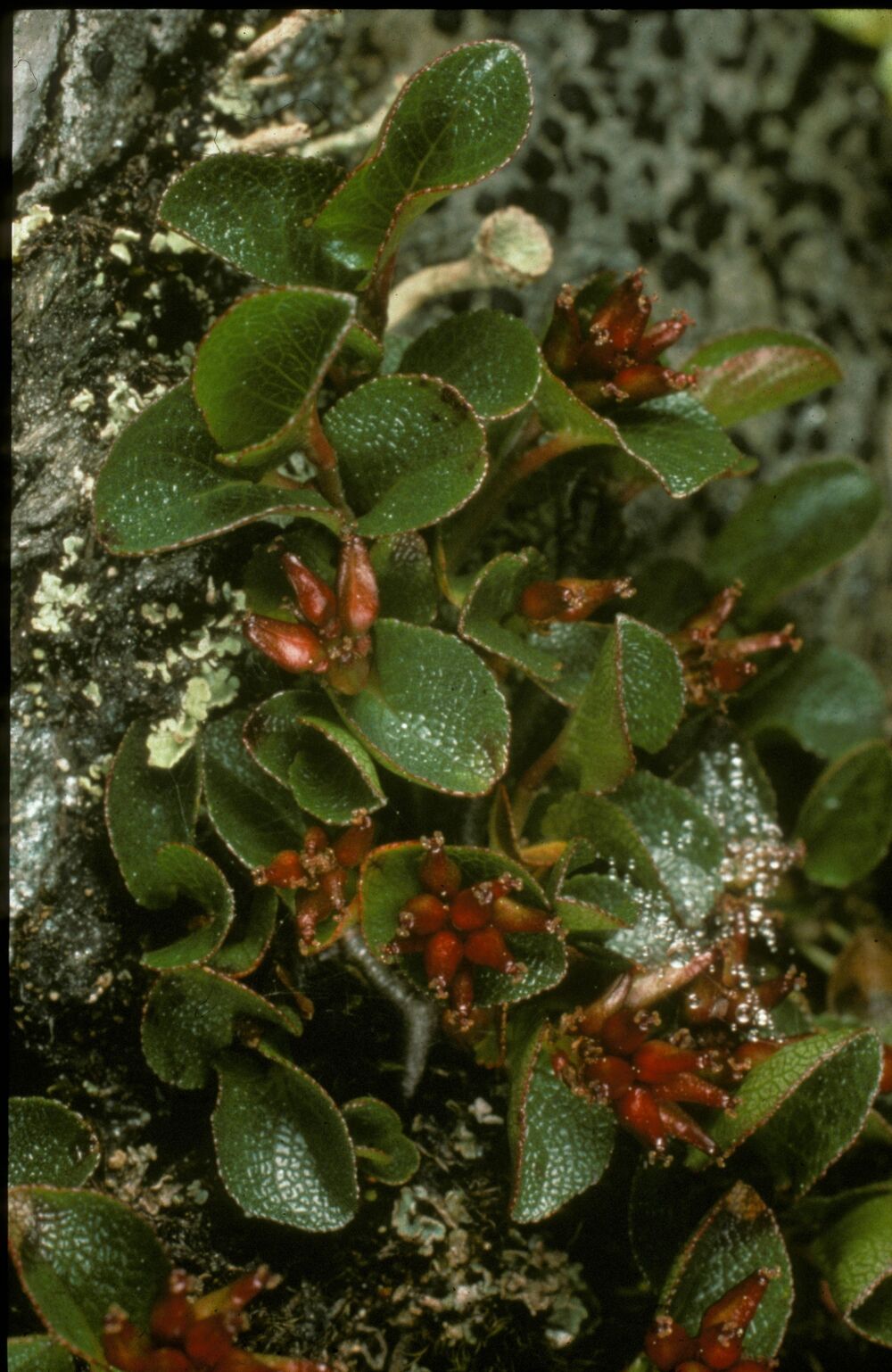 A close-up of a small alpine plant with oval green leaves.