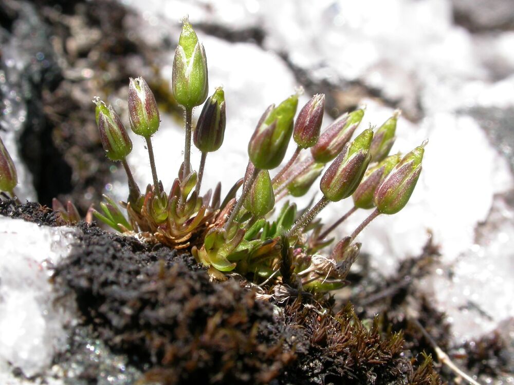 A small arctic-alpine plant growing in snowy conditions.
