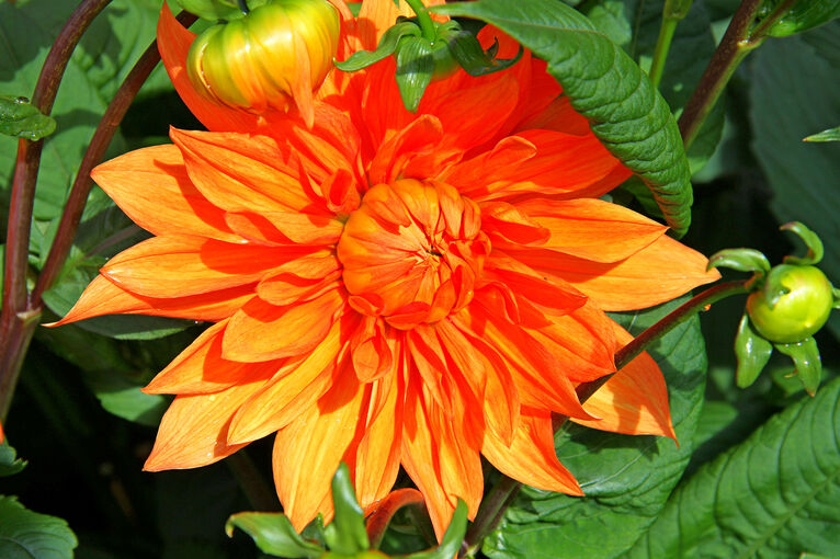 A close-up of a bright orange Dahlia flower
