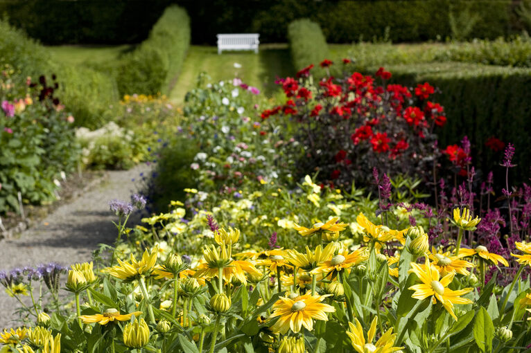 Flower beds filled with bright flowers line either side of a narrow garden path. In the distance the path leads towards a white garden bench in front of a tall hedge.