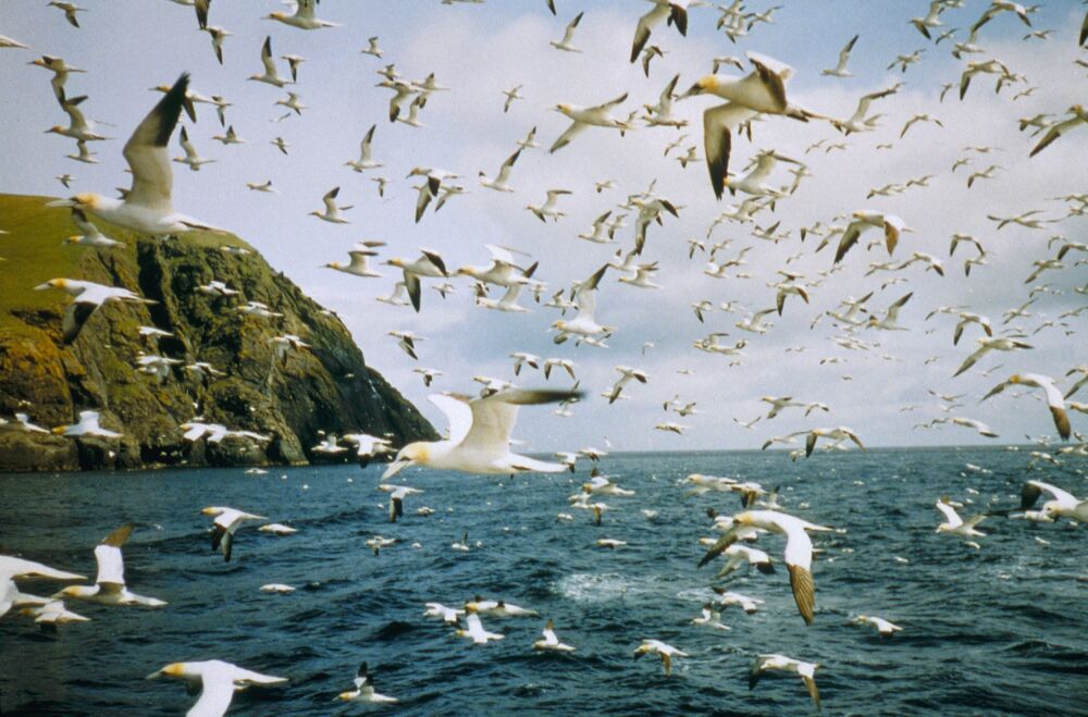 Dozens of gannets fly over the sea, close to the shore of St Kilda.