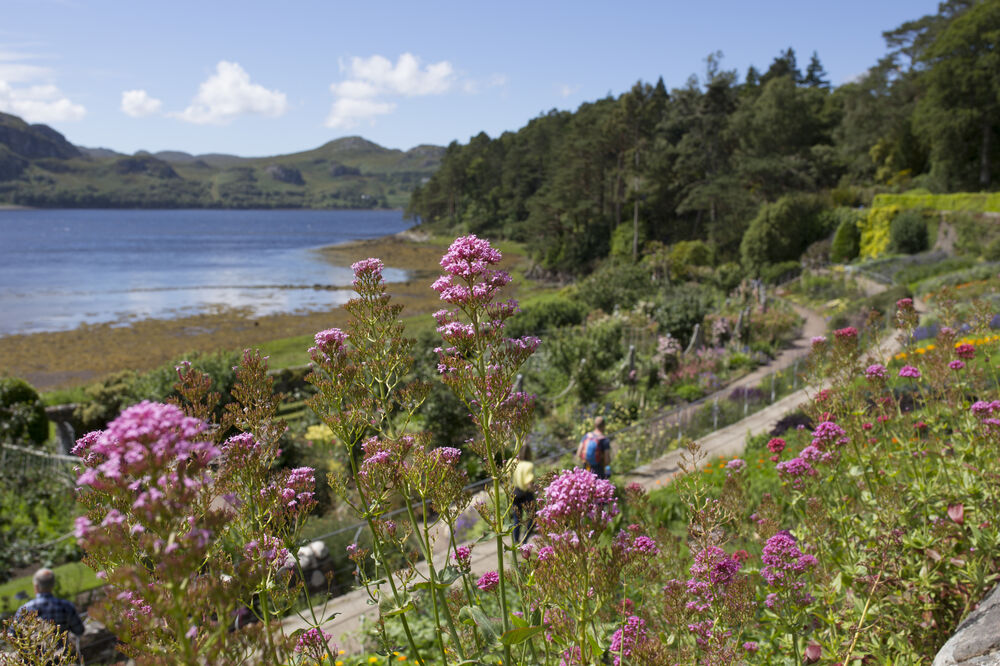 A view of the terraced garden at Inverewe, dropping down to the lochside. Visitors walk along one of the narrow gravel paths. Bright pink flowers are in the foreground.