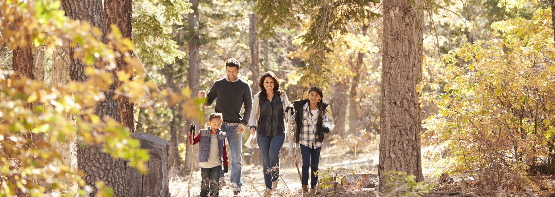 A family walks through the woods on a sunny autumn day. The leaves on the trees are a golden yellow.