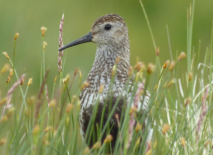 A dunlin stands in the grass by the Falls of Glomach